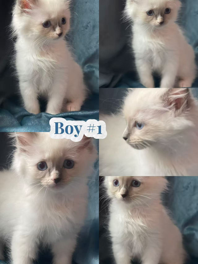 Beautiful Purebred Ragdoll Kittens Looking For Adoption in Cats & Kittens for Rehoming in Vancouver
