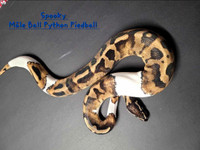 Mâle ball python piedball 1 an et demi 