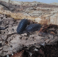 Rough isopods!