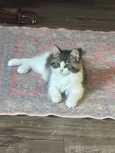 Meet Lucy, View more