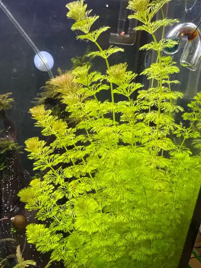 Aquarium plant Limnophila sessiliflora, View more