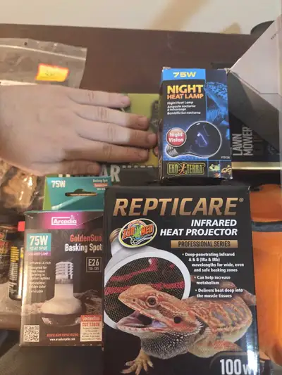 Juvenile corn snake setup, View more