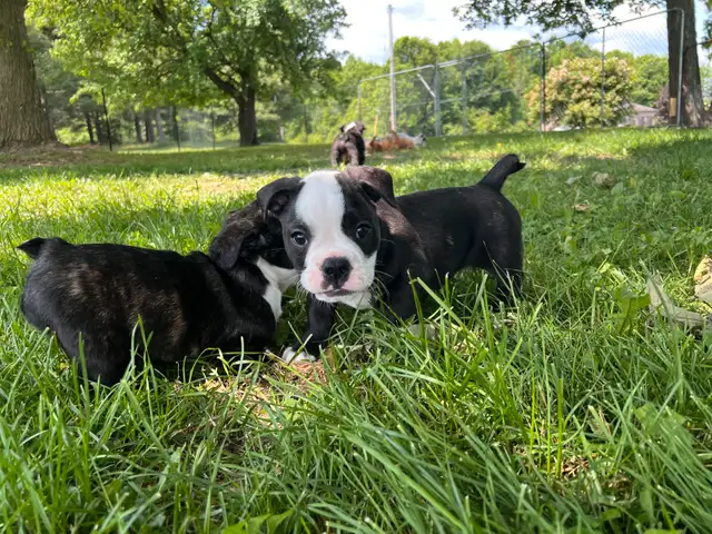 English Bulldog, Olde English Bulldogge mix in Dogs & Puppies for Rehoming in Norfolk County - Image 6