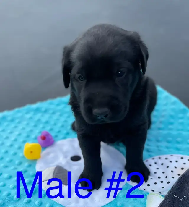 ❤️lab puppy’s❤️ in Dogs & Puppies for Rehoming in Strathcona County - Image 4