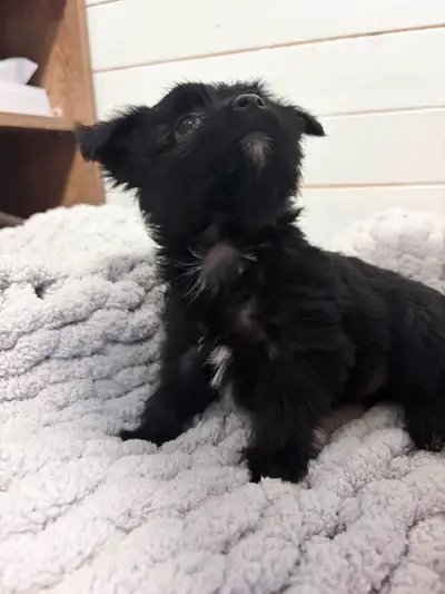 Yorkie/Havanese Puppies❤️ Ready to go., View more
