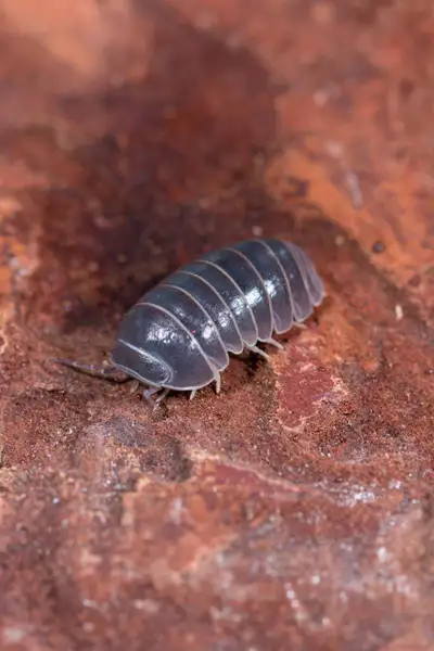 Armadillium officinalis greece , View more
