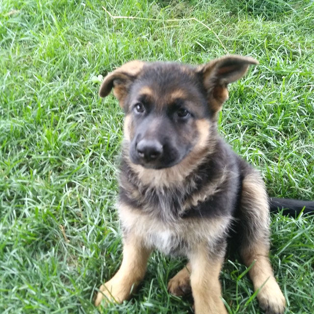 German Shepherd Pups For Sale. Dogs & Puppies for Rehoming Ottawa