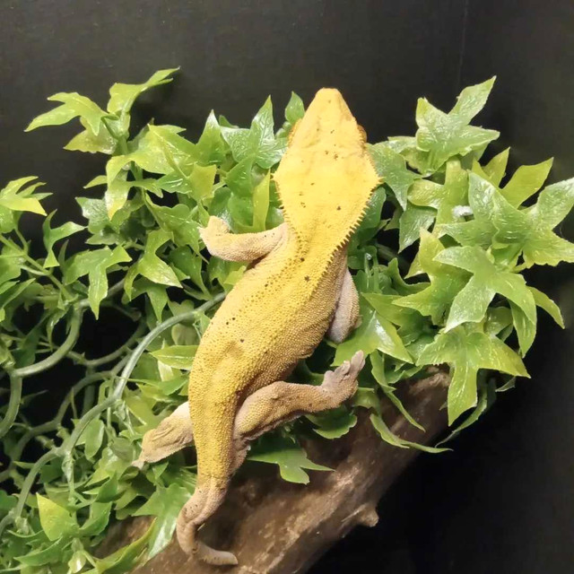 Mâle  gecko crêtes  dans Reptiles et amphibiens à adopter  à Ville de Montréal - Image 2