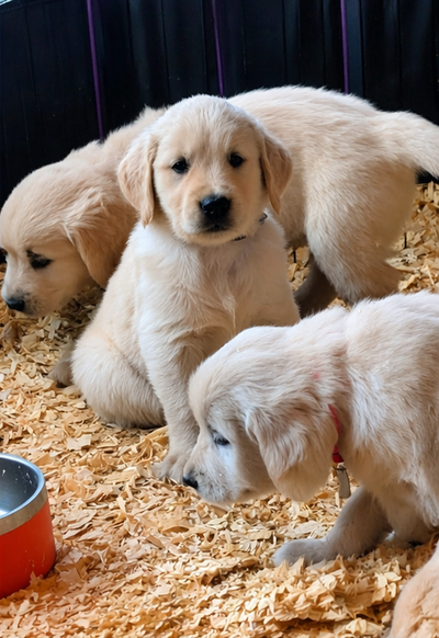Chiots Golden retriever blancs, View more