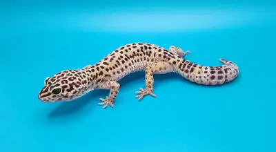 gecko leopard regulier femelle, View more