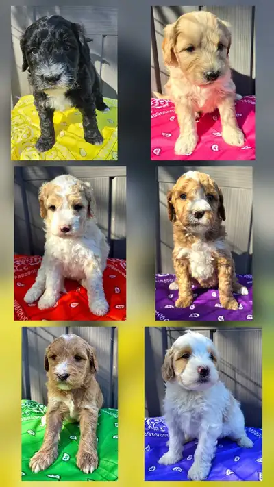 Chiots Bernedoodles moyens F1b, View more