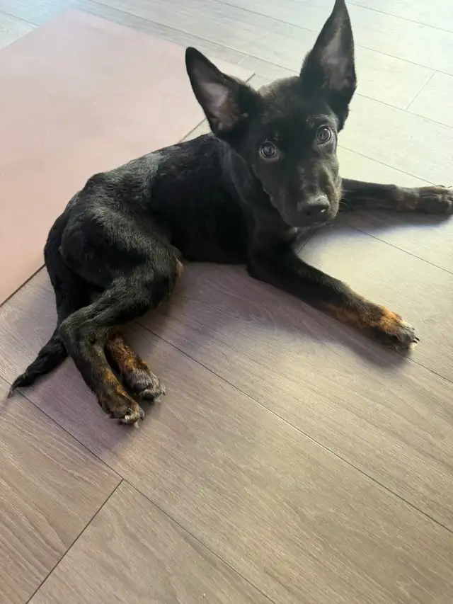 German Shepherd mix Male puppy in Dogs & Puppies for Rehoming in City of Toronto - Image 3