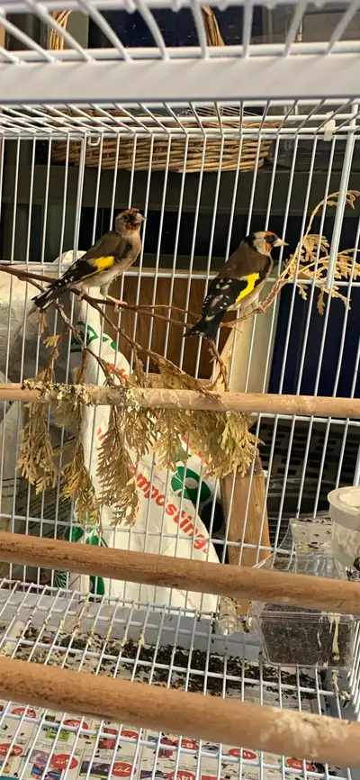 European gold finch /male and female , View more