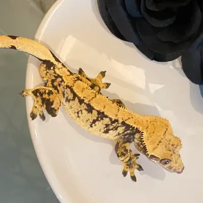 This is ritual, a 4 year old male crested gecko. Does not include enclosure or supplies. Reach out i...