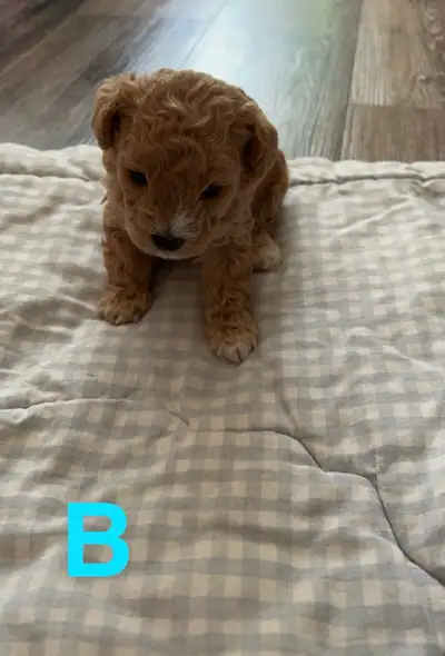 Purebred Toy poodle puppies, View more