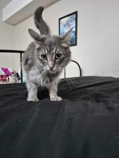 cat for rehoming, View more