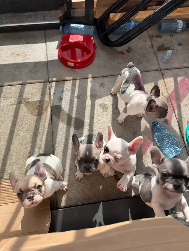 French bulldogs puppies in Dogs & Puppies for Rehoming in City of Toronto - Image 6