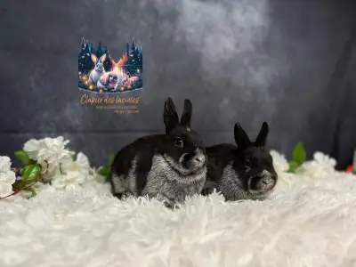 Neutered rare colored Netherland dwarf , View more