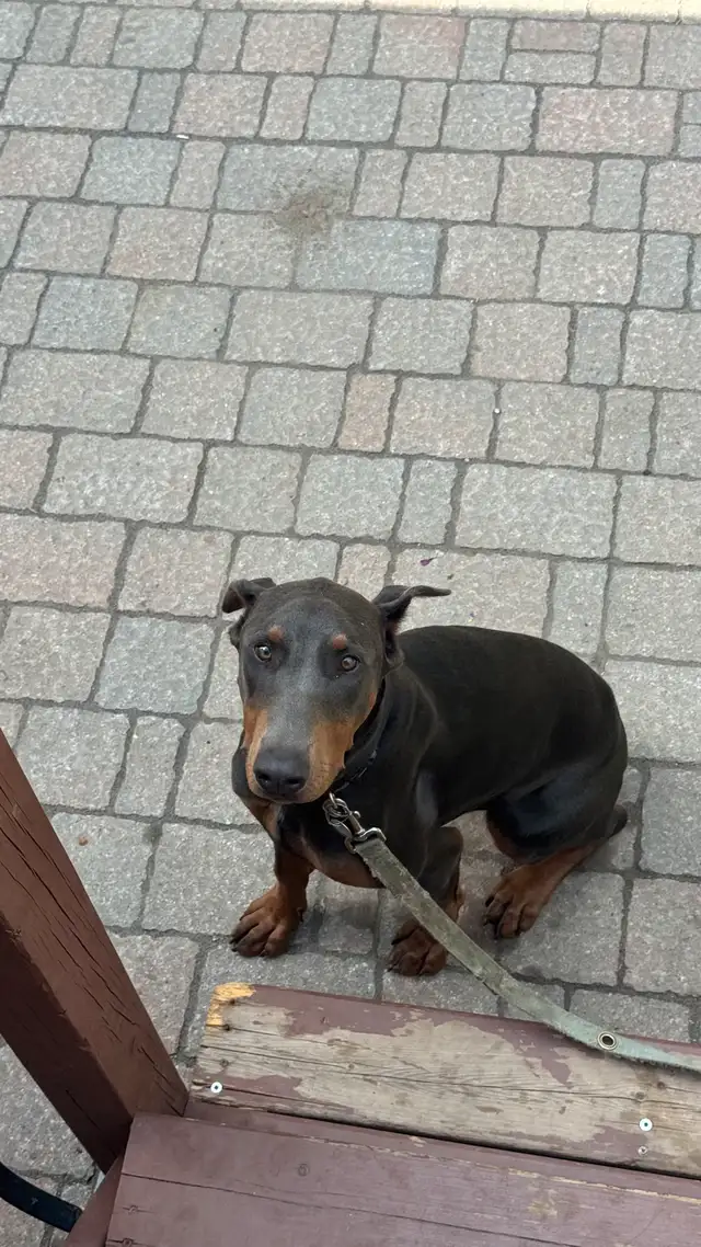 Rare Blue Doberman – 8-Month-Old Female for Rehoming in Dogs & Puppies for Rehoming in Markham / York Region - Image 6