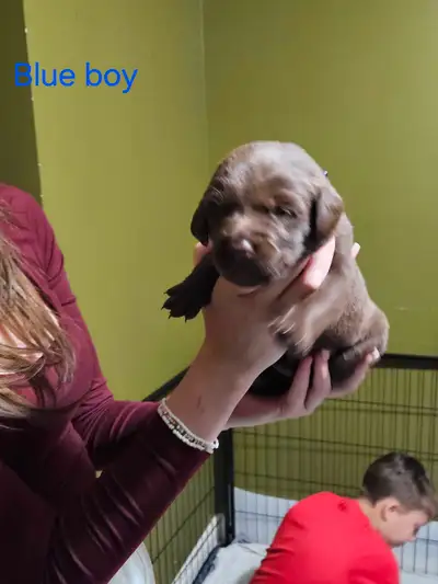 lab puppies, View more