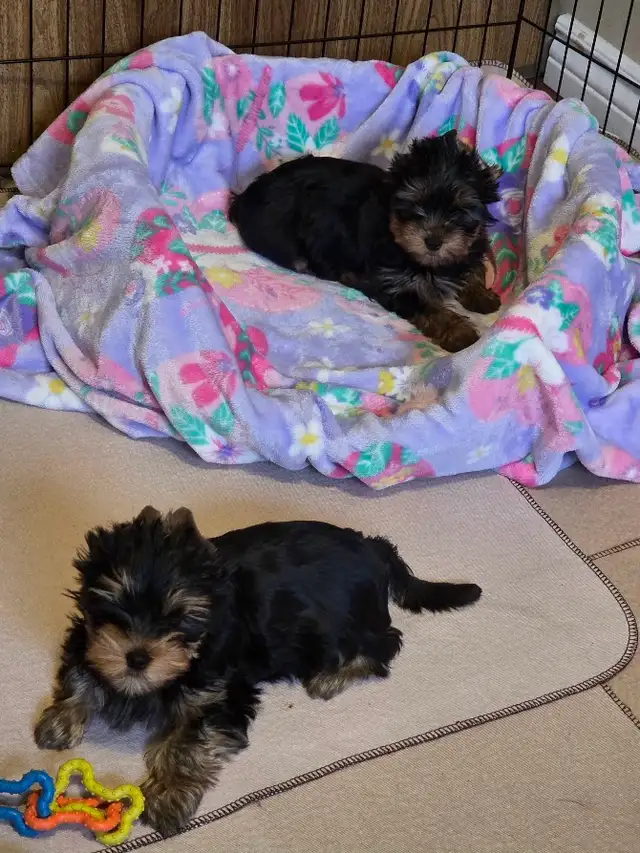 CKC Registered Yorkshire terrier puppies in Dogs & Puppies for Rehoming in City of Toronto - Image 6