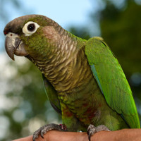 Looking to take in some conures and quakers