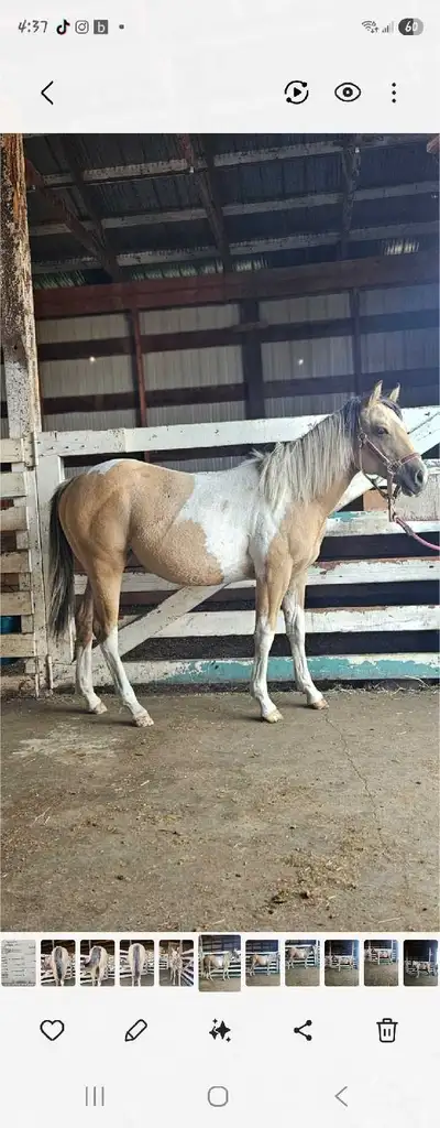 Beautiful Reg. IQPA Filly, View more