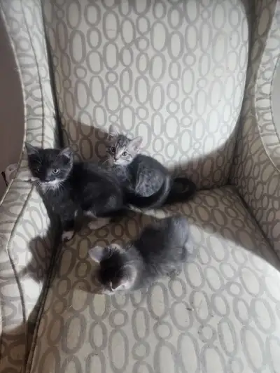 Beaux petits chatons croisés Bengal prêts à quitter!, View more
