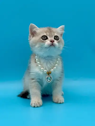 British Blue Gold female kitten, View more