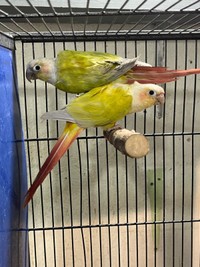 Trade for Quakers or buy  all 7 pairs conures!!!!