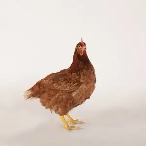 Two Laying Hens, View more