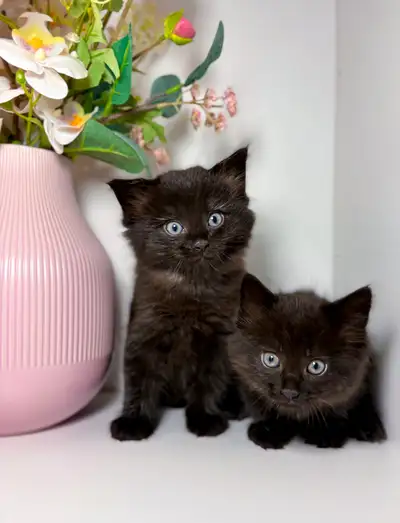 Siberian Kittens , View more