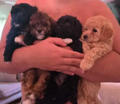 toy poodles puppies the cutest poodles out there :), View more