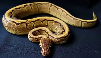 I have 7 ball pythons available. Mixed ages and morphs. I also have 4 Fat tailed Geckos available. 4...