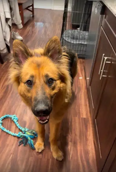 Adult male German shepherd, View more