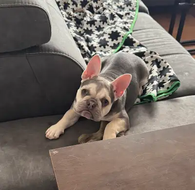Je vends une adorable femelle chiot bouledogue français. Elle est en excellente condition et a beauc...