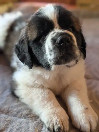 Beautiful Saint Bernard Puppies, View more