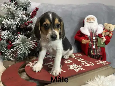 Chiots Beagle, View more