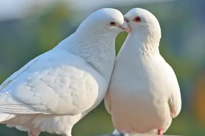 White dove pigeon available , View more