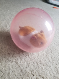 Hampster on wheels in a Ball. Tough Cat Toy