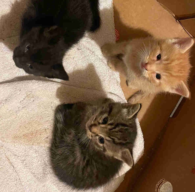 Baby kittens Cats & Kittens for Rehoming Windsor Region Kijiji