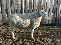 2 Year Old North Country Cheviot Ram
