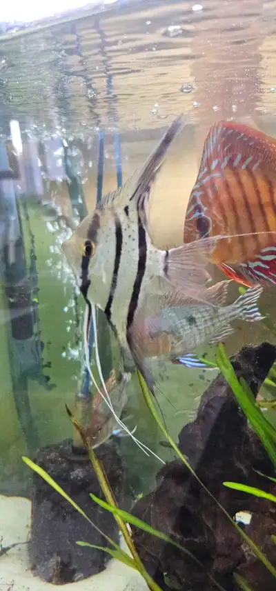 wild angelfish , View more