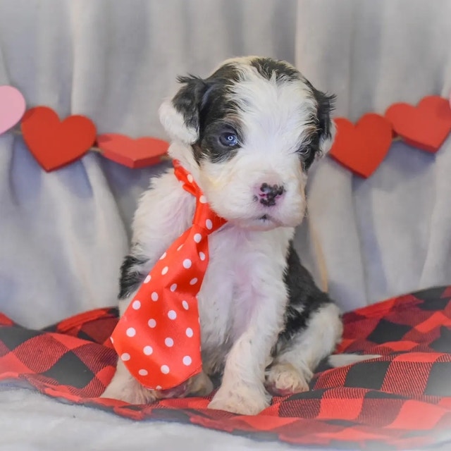 tested Mini tri merle bernedoodles Dogs & Puppies for