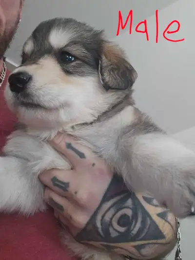 puppies for sale, View more