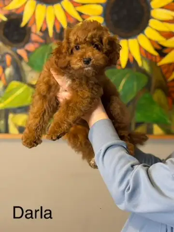 Mini Red Golden Doodle  ready to go to her forever home!, View more