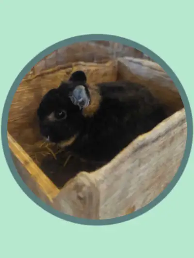 This adorable male Netherland Dwarf Cross bunny is desperately needing a new home, because I have be...