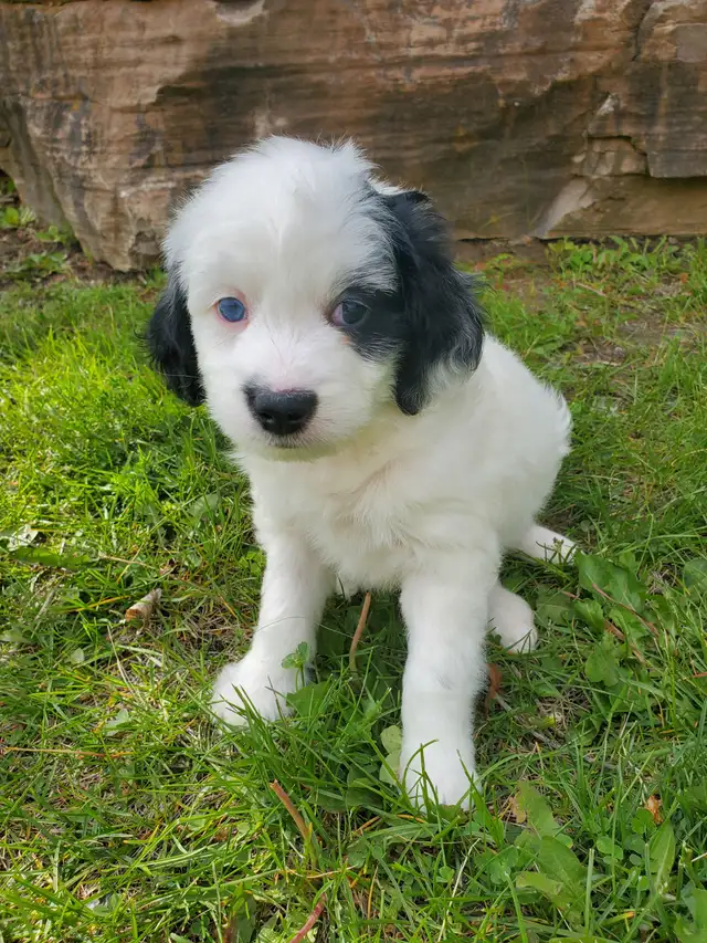 Miniature Bernedoodle in Dogs & Puppies for Rehoming in Oshawa / Durham Region - Image 2
