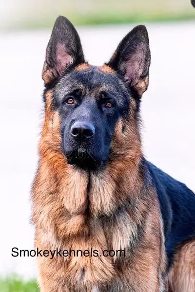 Top German Shepherd Puppies, View more