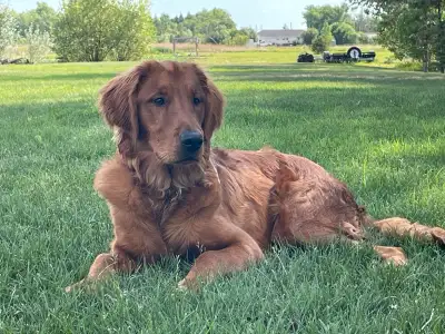 pure bred Golden Retriever, View more